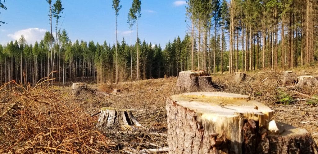 deforestation-1559122088Cbl-1024x498